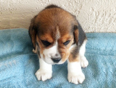 Martina Girl 3 Front 4 weeks